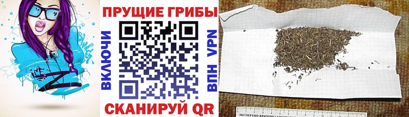 Псилоцибиновые грибы прущие грибы  где купить   Истра 